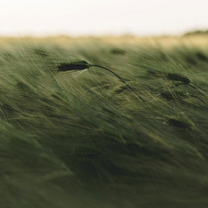Nahaufnahme eines Weizenfeldes