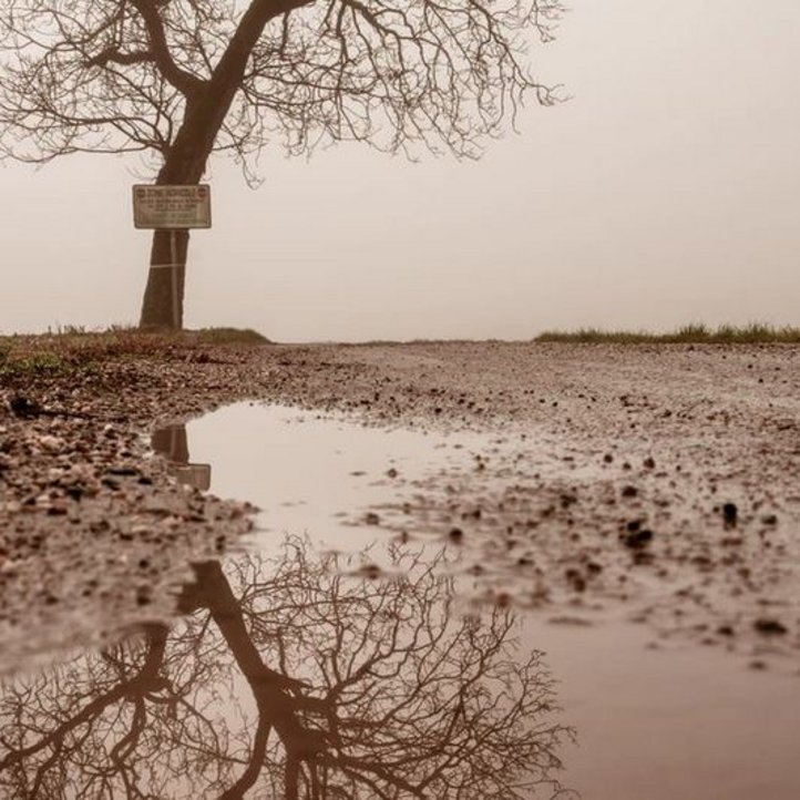Baum mit schlammigen Untergrund 