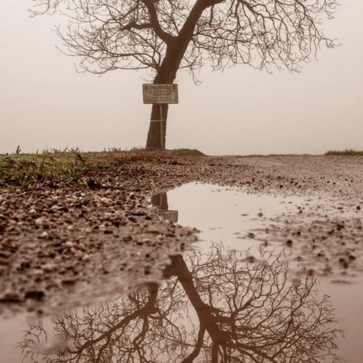 Baum mit schlammigen Untergrund 