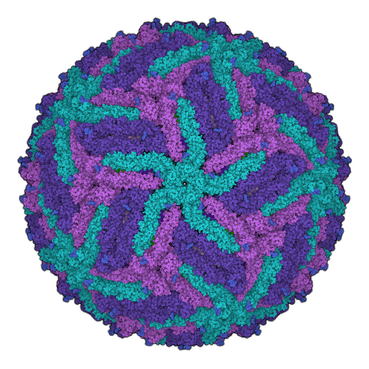 3D-Wiedergabe eines Zika-Virus, pinke, violette und türkise Strukturen in einer kugelartigen Form 