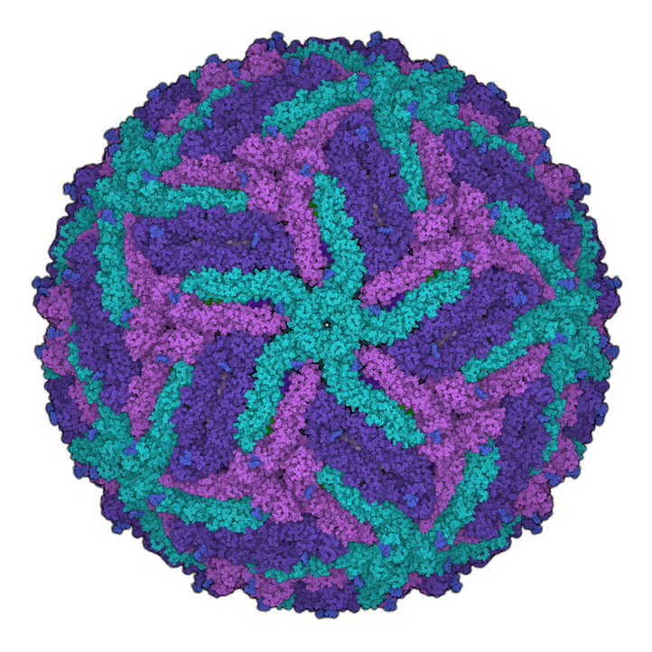 3D-Wiedergabe eines Zika-Virus, pinke, violette und türkise Strukturen in einer kugelartigen Form 